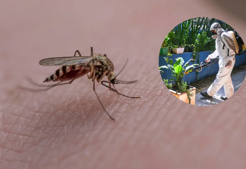 El mosquito Aedes aegypti utiliza el infrarrojo para detectar y alcanzar su objetivo de picar a seres humanos.
