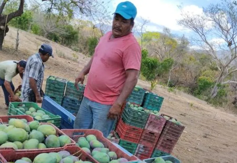 Tapanatepec produjo 59 mil 980.20 toneladas de la fruta, lo que equivale al 61 por ciento.