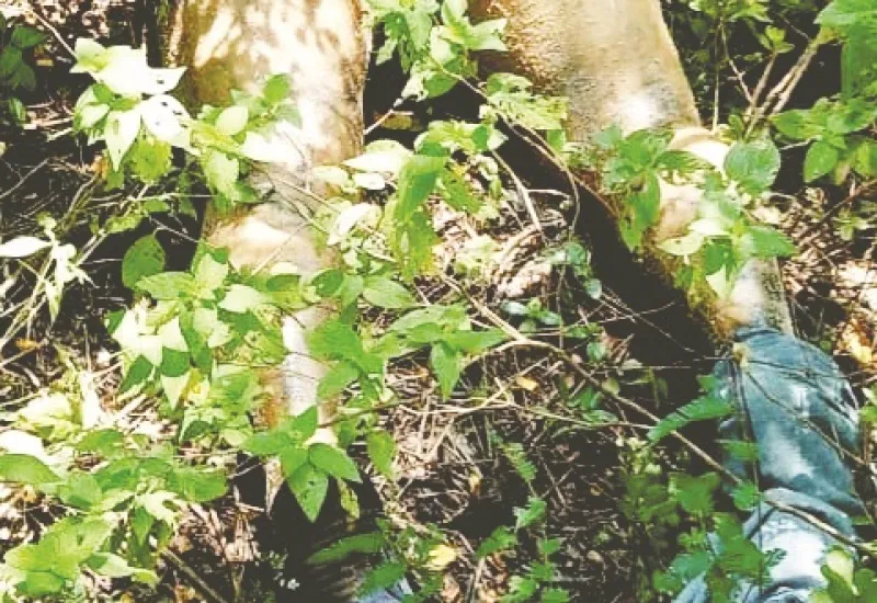 Willians M. P, estaba desaparecido, el domingo fue visto por última vez en Santiago Niltepec.