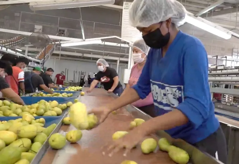 Oaxaca logró exportar 46 mil 300 toneladas de mango durante 2024.