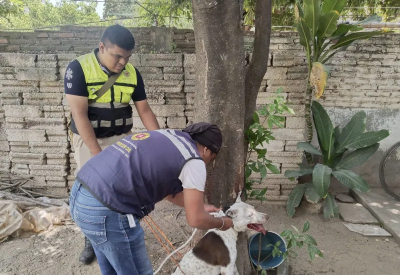 El perro fue levantado y amarrado a un árbol de su dueño por personal de Protección Civil Municipal.