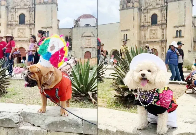 En el video se observa el momento en donde los dulces lomitos van pasando uno a uno, luciendo sus trajes típicos.