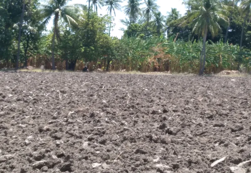 Agricultores tehuanos lamentan la desaparición de los programas de apoyo al campo.