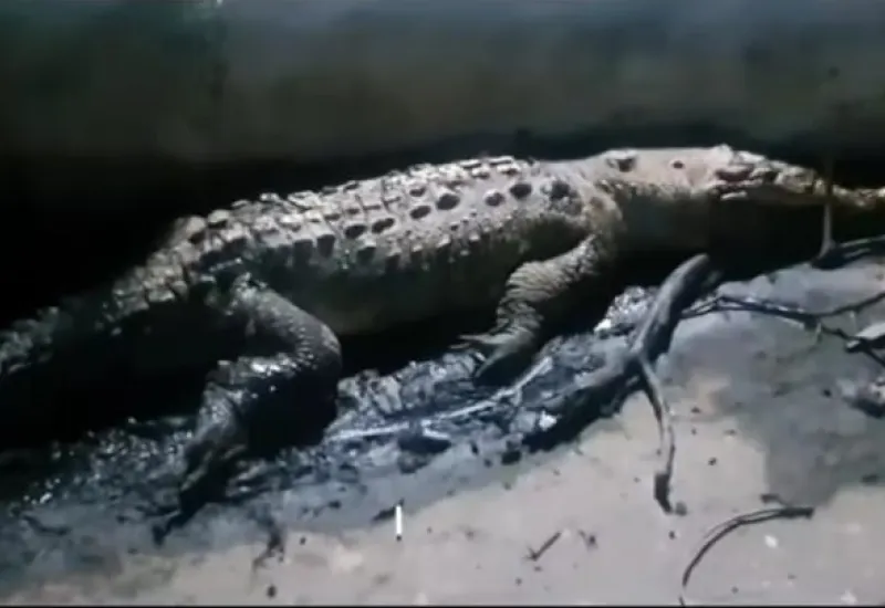 El reptil jamás pudo ser trasladado a un lugar adecuado para su atención y cuidado.