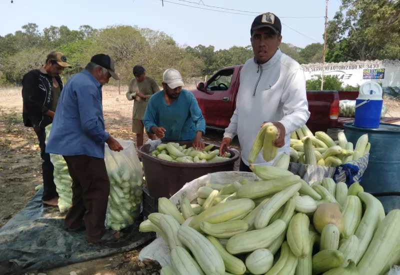 La intensa sequía ha obligado a los campesinos a inventar técnicas de riesgo para salvar sus cosechas.