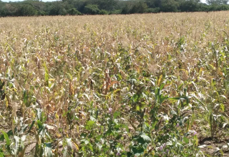 campo_ayuda