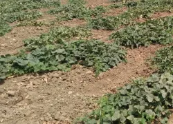campo_cosecha